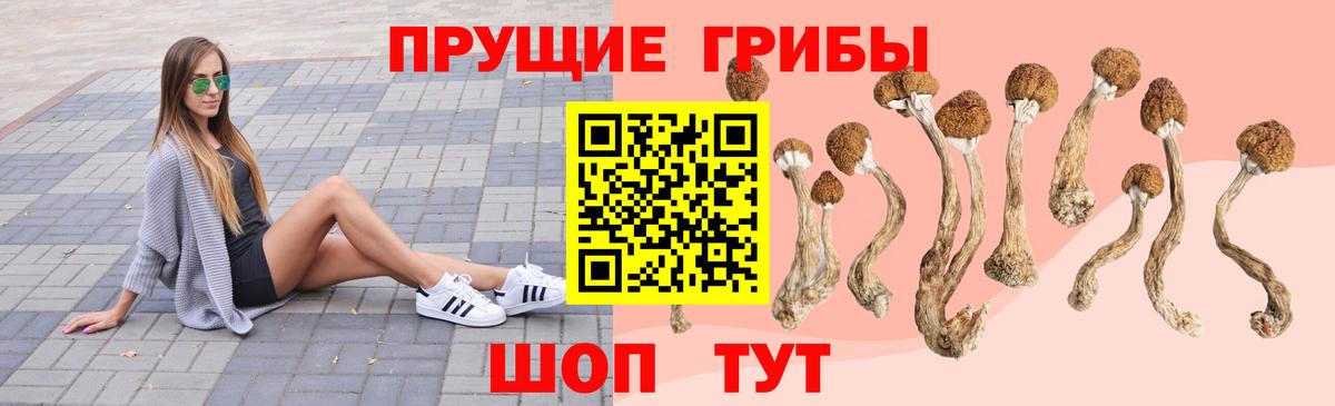 Можайск  Псилоцибиновые грибы Psilocybine cubensis  Вход с VPN 